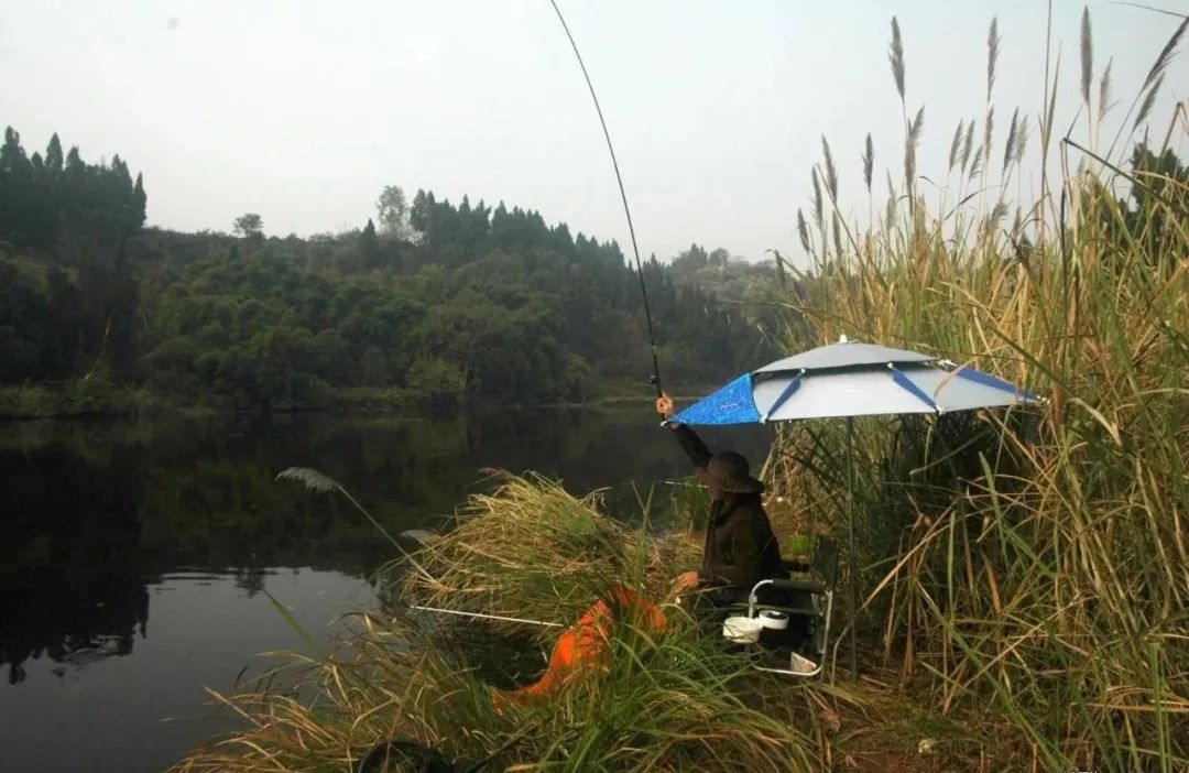 老钓手的一些小技巧,手竿谷麦钓鲤鱼教程
