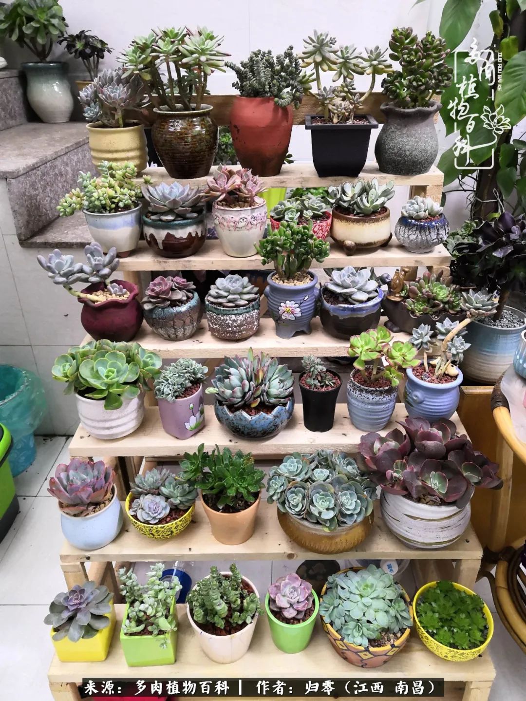 人生转个弯，在小院遇见落入凡间的多肉小精灵