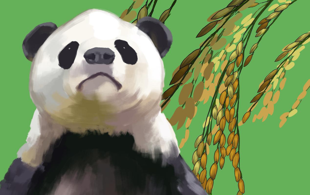 中国进口的越南大米多少钱一斤,越南米价突破历史新高