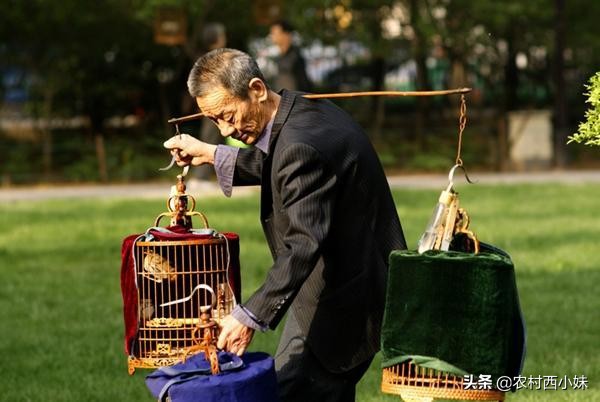 画眉鸟母鸟叫不大声,专治画眉鸟不敢叫