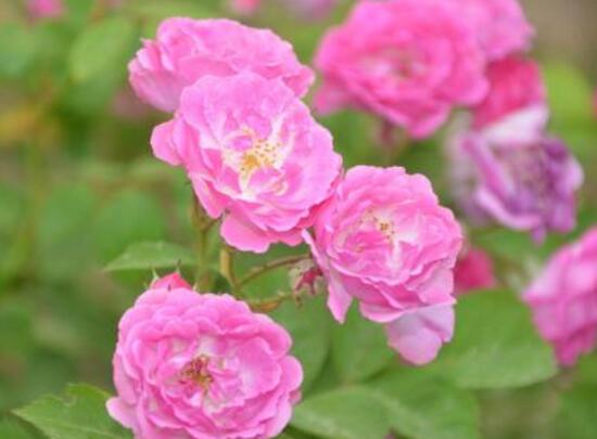 蔷薇花叶子发黄是什么原因,蔷薇花叶子发黄的解决方法