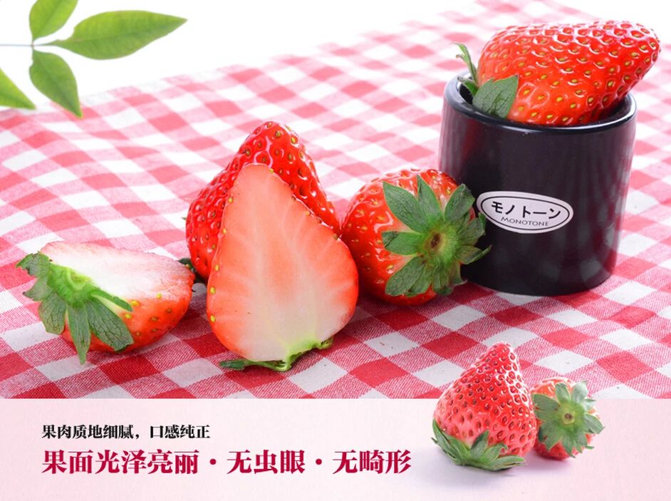 中国草莓第一县在东港哪个城市,东港市支柱产业草莓