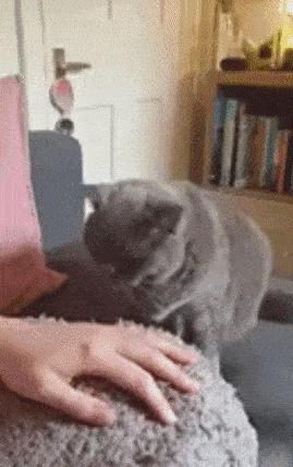 关于养猫咪的必要知识,养猫咪必须知道的常识是什么