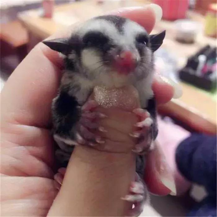 蜜袋鼯外出网兜小包夏季,蜜袋鼯捕鸟