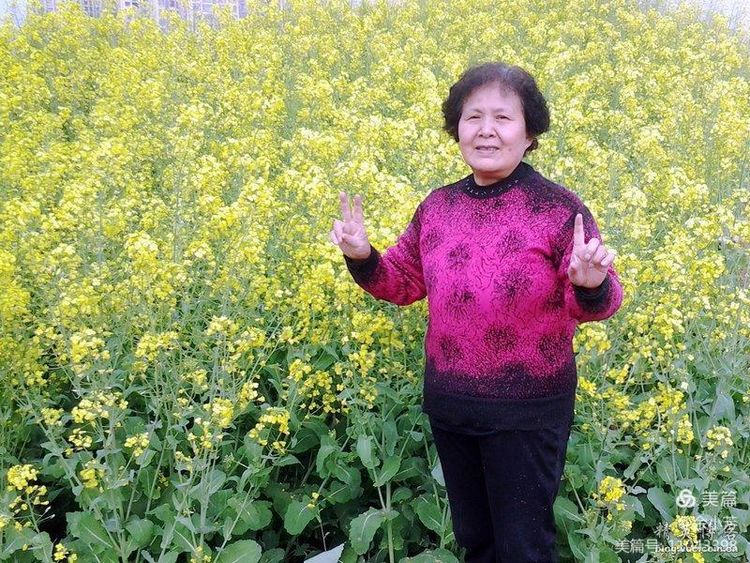 梦中的油菜花田,梦中的油菜花完整版