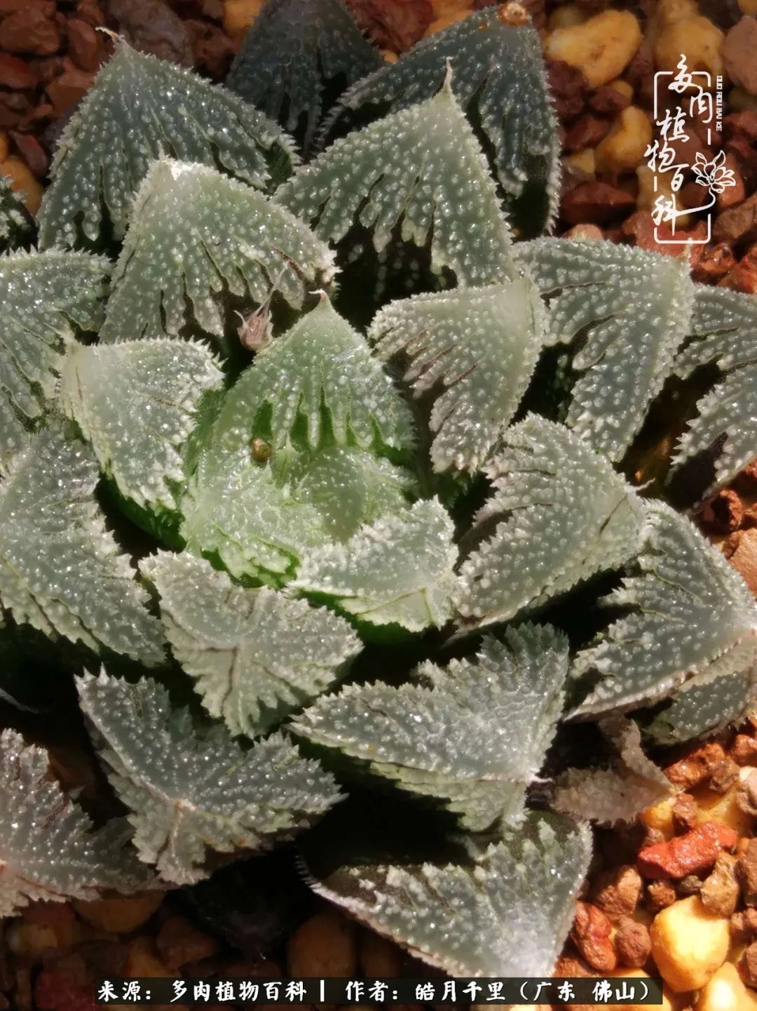 多肉娇气养不活多肉的10个秘密,养多肉是件很治愈的事情