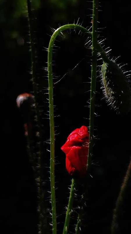 手机摄影作品集大全集,手摄世界