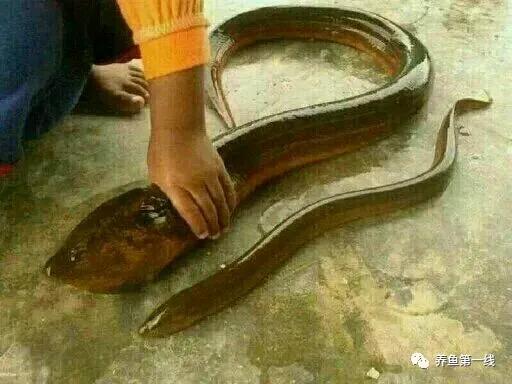 土鳝鱼和缅甸鳝鱼的区别,中国本土鳝鱼区别