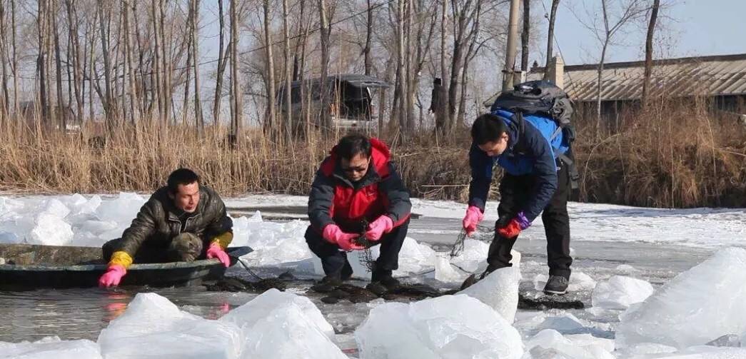 辗转数百年，北珠落户秦皇岛