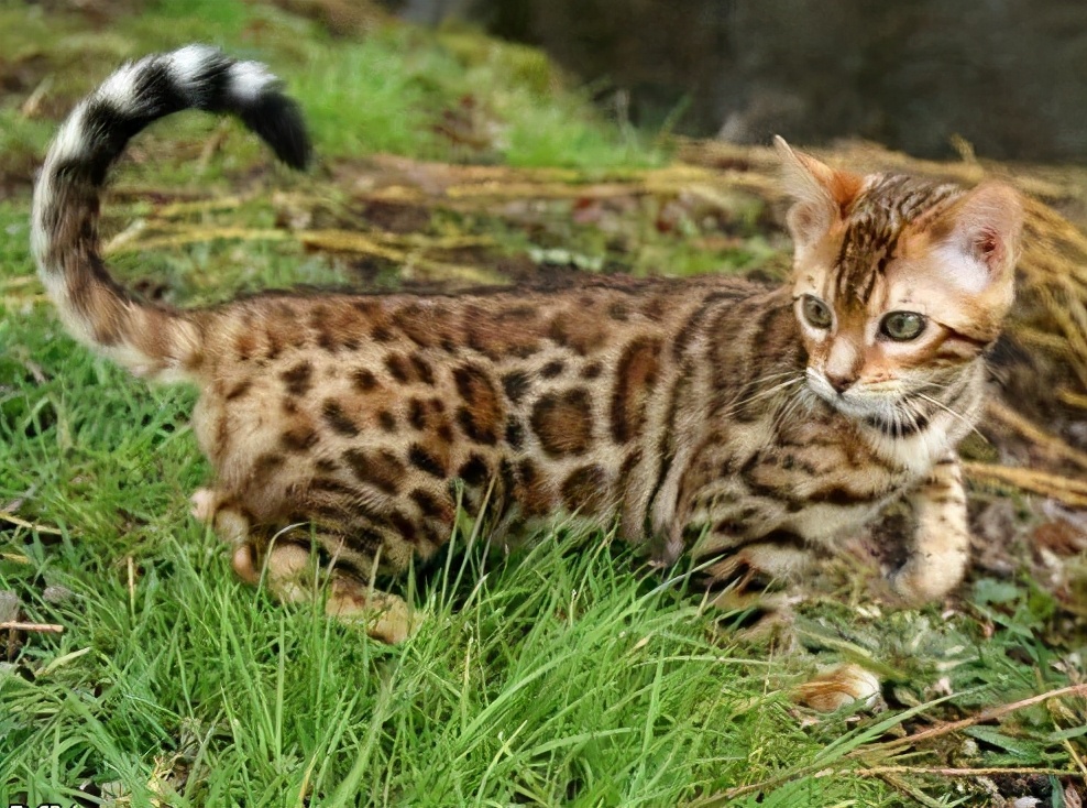 15亿的车20万的矿泉水┃亿万富翁们“最贵”集锦