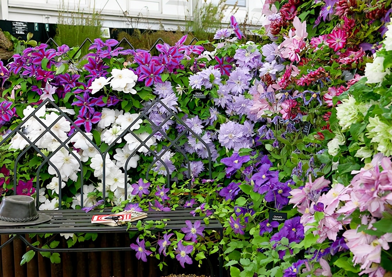 家里种了一颗爬墙花,家里种爬藤蔷薇好吗