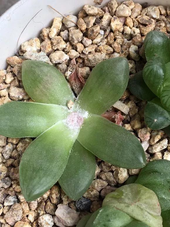 玉露徒长了如何解决,玉露徒长叶子细长干瘪还能恢复吗