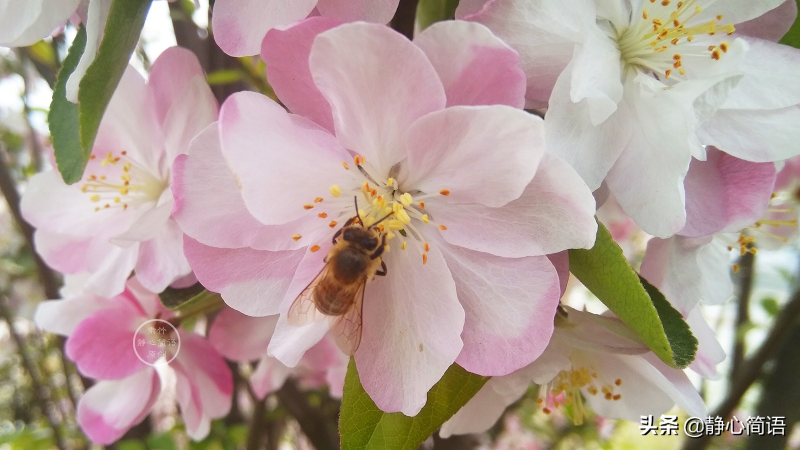 鏄ユ櫒楦熻鑺遍,鏄ユ櫒