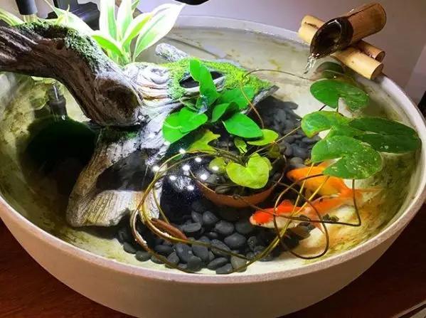 废桶旧盆里添水种花，10分钟成水景，细水长流富贵一生