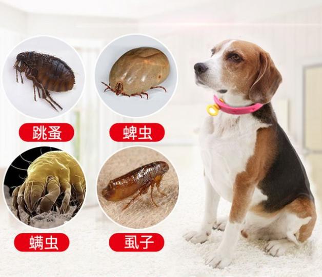 狗狗身上没味吗,狗狗身上有油不洗干净