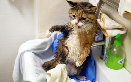 猫咪不能勤洗澡怎么清洁,猫咪不怕洗澡可以经常洗吗