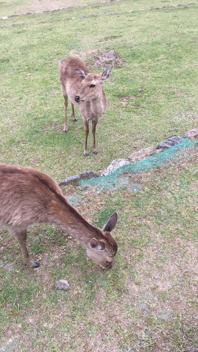 大阪蹦迪酒吧,京都大阪烧