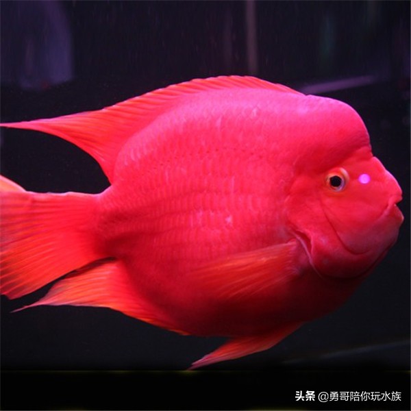 注意哪些方法能养好鹦鹉鱼,新手养鹦鹉鱼入门基础教程