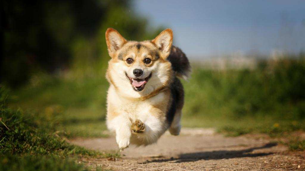 狗子交配时为何难解难分?特殊生理构造延长了它们的交配时间