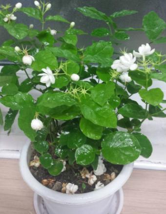 茉莉叶子发黄长蜘蛛网,盆栽茉莉有红蜘蛛怎么办