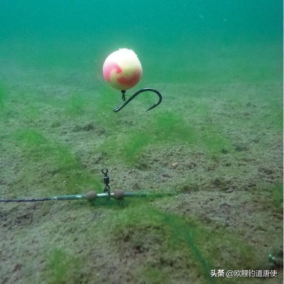 欧鲤钓钓组篇,欧鲤钓组和飞德钓组