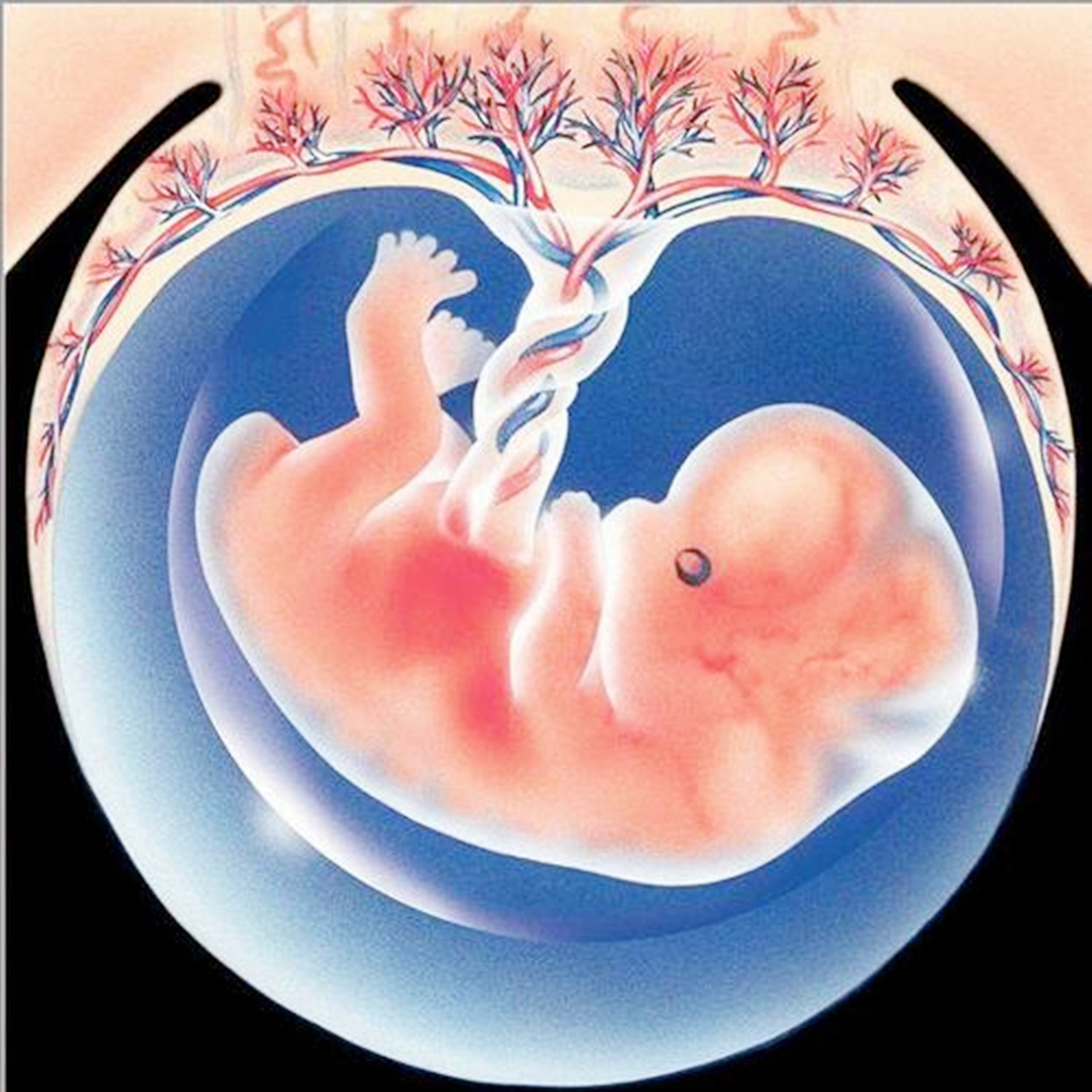 脐带断裂胎儿在子宫内能存活多久,孕晚期脐带断裂的原因