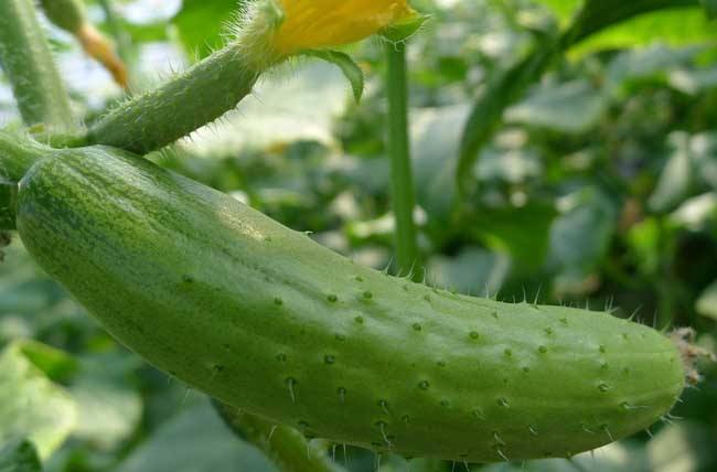 露地黄瓜高产技术方法,夏秋黄瓜露地高产栽培
