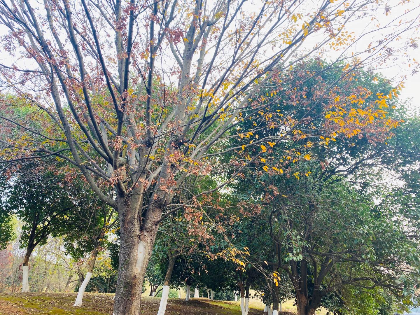 南京可以露营的公园,打卡南京旅游的景点