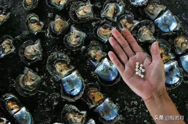 市面上99%的珍珠是什么,市场上卖的珍珠为啥那么便宜