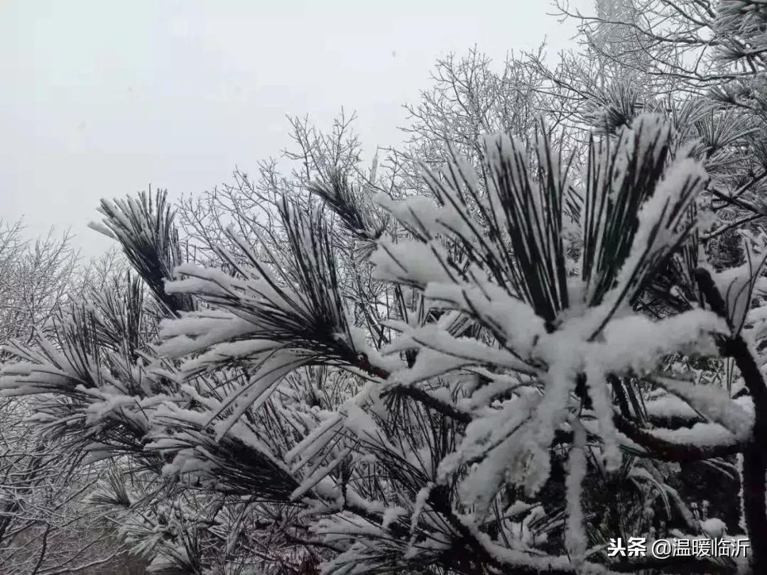 雪后的临沭小城，美得令人窒息