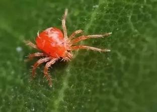 红蜘蛛打三遍都打不死怎么办,抗性红蜘蛛到底怎么打