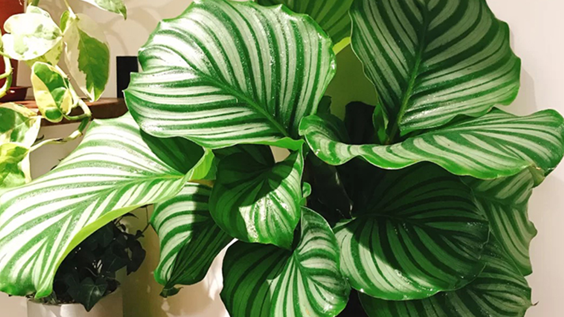 竹芋黄叶的原因和处理办法,竹芋叶片发黄是什么原因