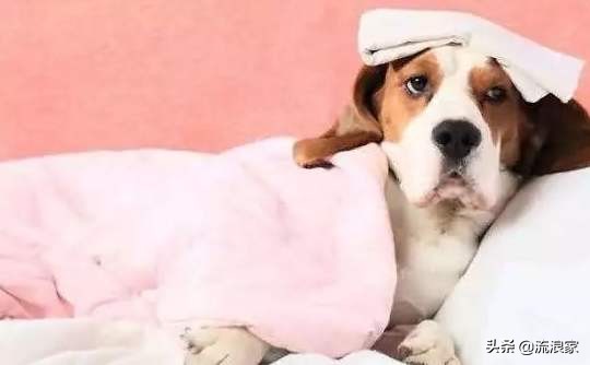 什么原因导致狗狗突然喝很多水,狗狗突然喝得多尿的多