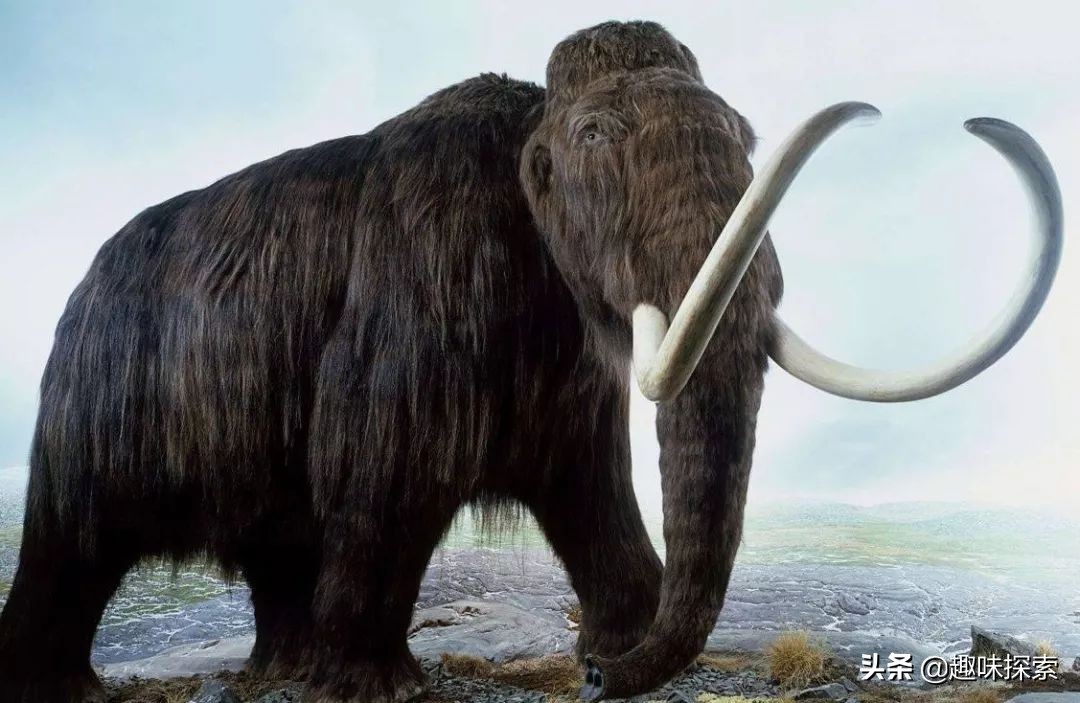 猛犸象灭绝时间之谜,神秘消失猛犸象的灭亡之谜
