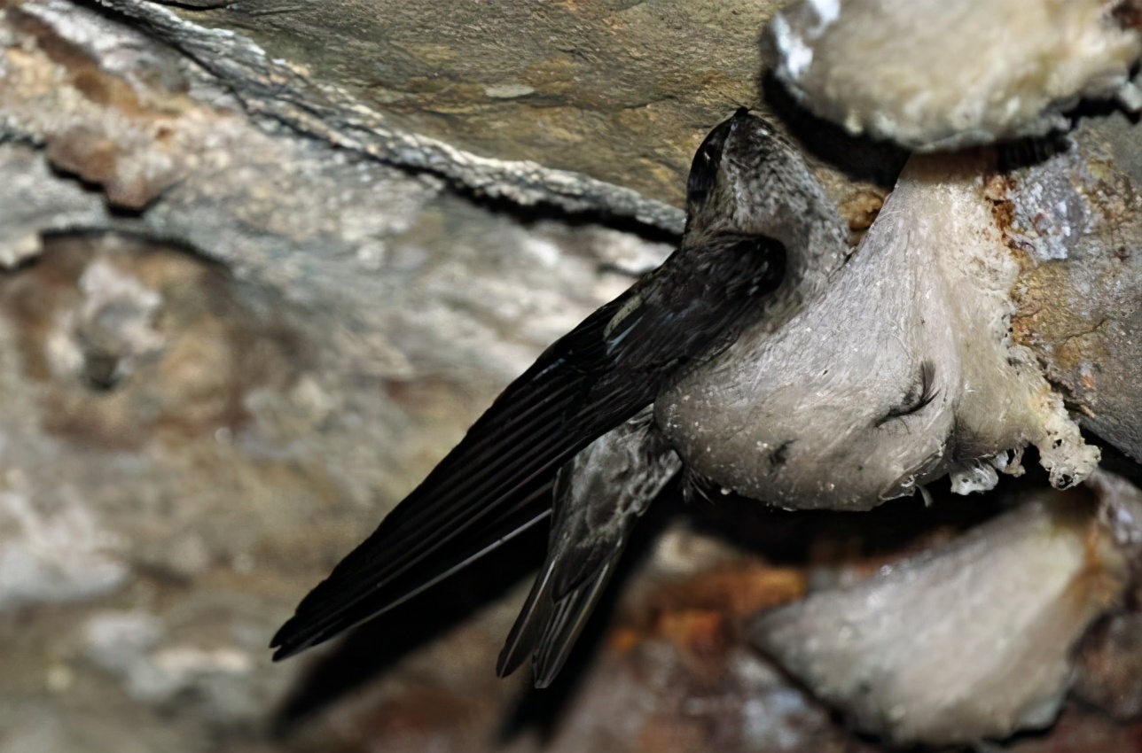 燕窝有几种最好的是哪种,燕窝的形状是什么