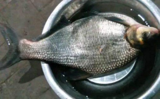 閽撻硦楸艰鎬庝箞閽撴墠濂介挀瑙嗛,鍐ぉ閲庨挀槌婇奔鎬庝箞鏍烽挀瑙嗛