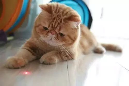 新到家猫咪需要做什么体检,猫咪到家第一夜铲屎官怎么做