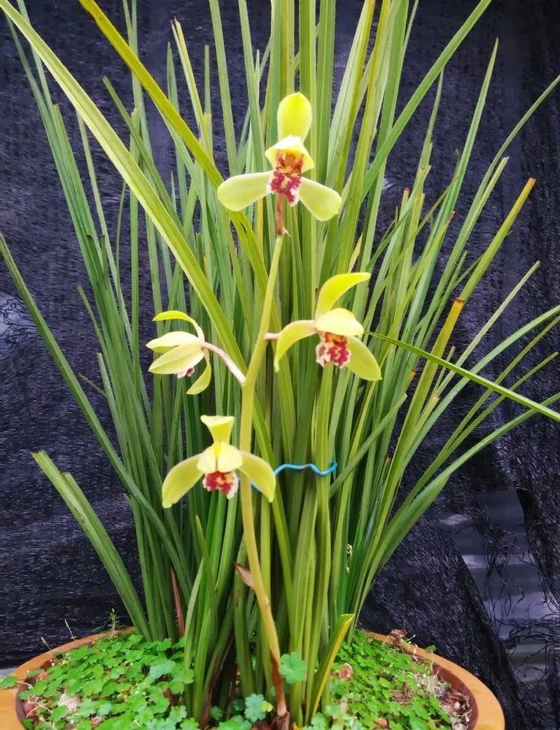 兰花的种植方法如何使其多开花,兰花开花季节可以种兰花吗