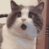 爱吃甜食比较招蚊子,为什么甜食吃多了会招蚊子