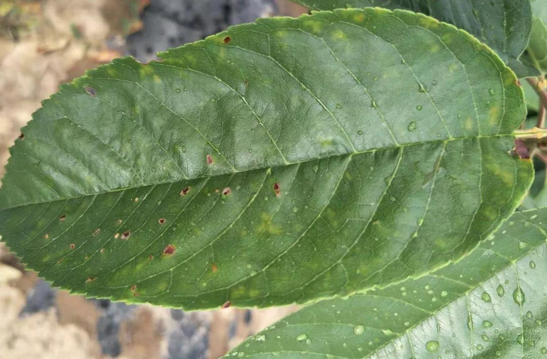 樱桃叶子上的病害有哪几种,樱桃叶子尖发黄是什么病害