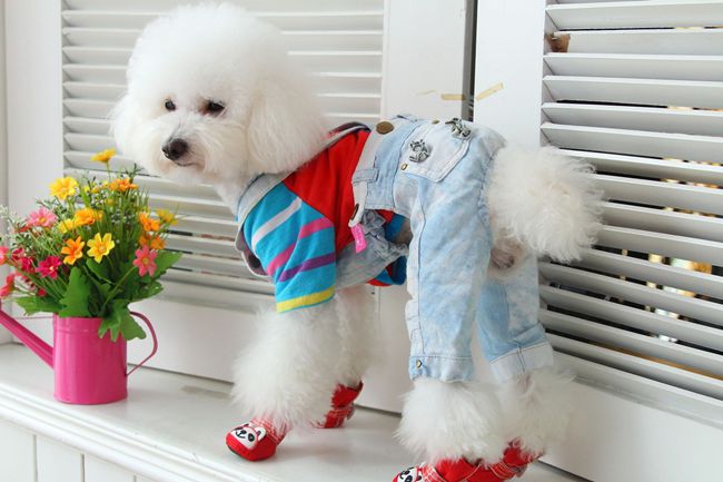 贵宾犬爱流眼泪怎么办,贵宾犬爱叫怎么纠正