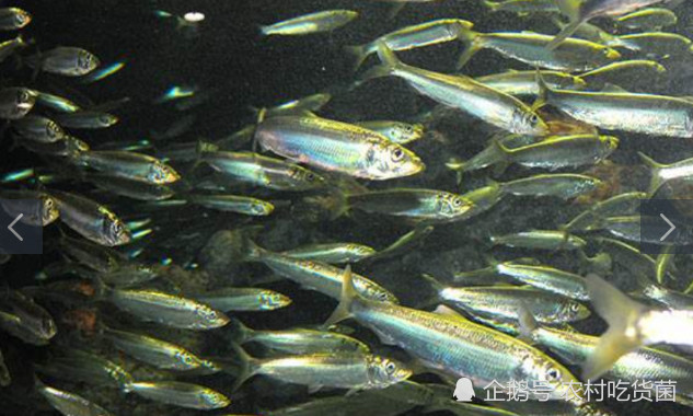 球“最多的”鱼类，繁殖能力特别强，荷兰靠它成经济中心