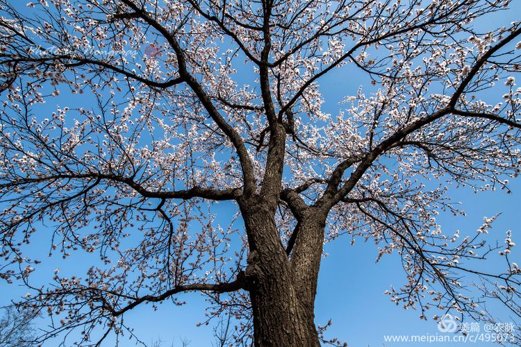 河南灵宝百年古杏林花开遍山野,灵宝北沟古杏林图片