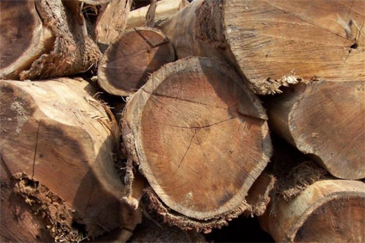 栎木和橡木区别图片,木地板选橡木的好还是栎木的好些