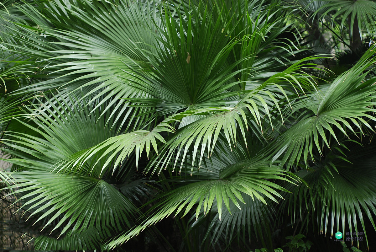 院子适合种的花和设计,庭院设计植物大全