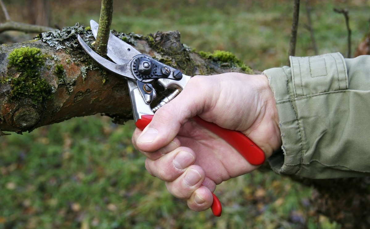 自己可以扦插的树有哪些,所有树木都可以高枝生根吗