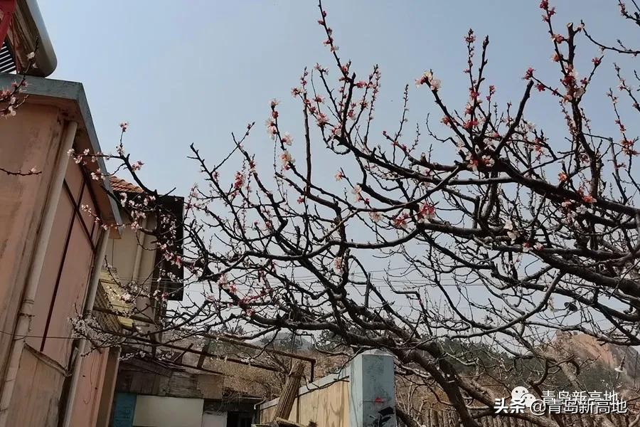 一个外地人眼中的城阳银、城阳景、城阳地