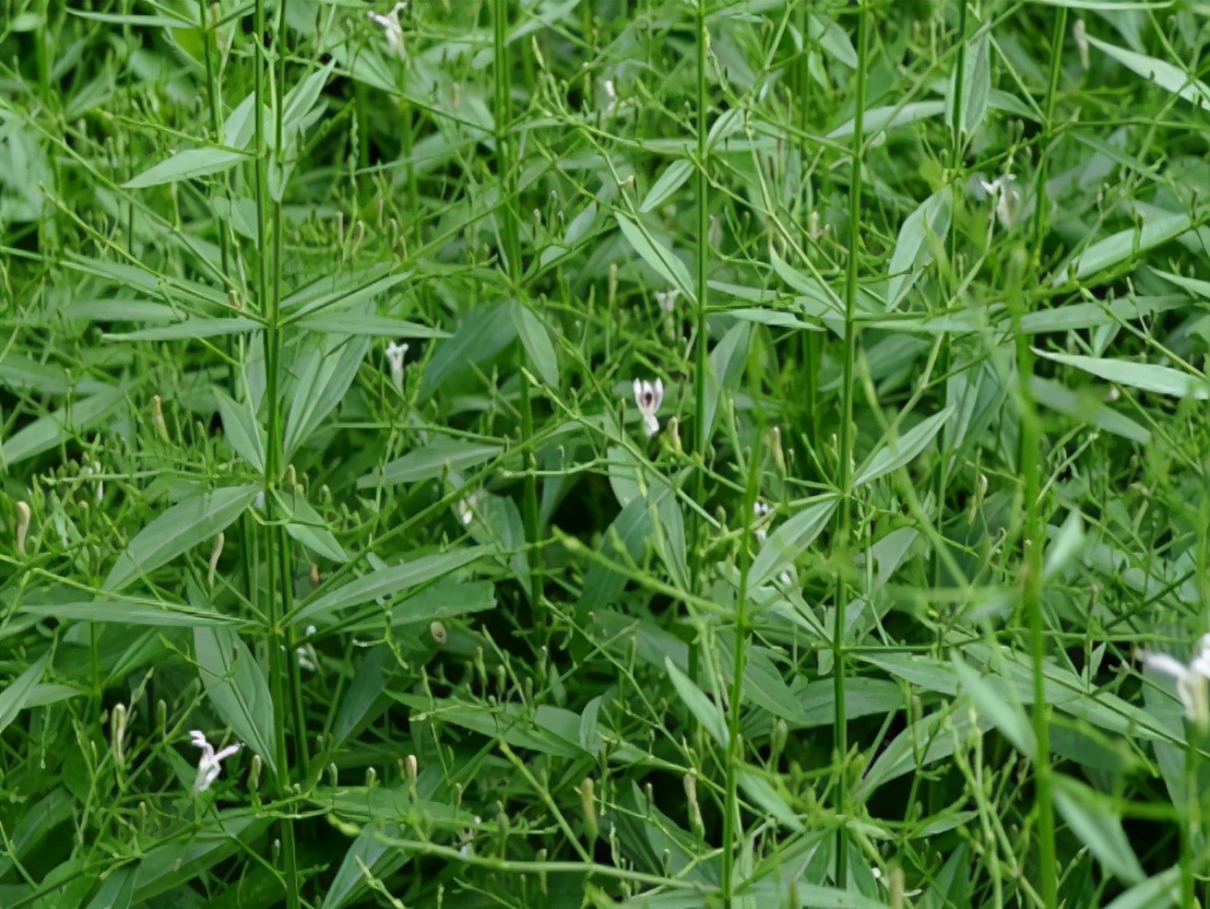 2岁小孩输液致死,炎琥宁注射液小孩可以用吗