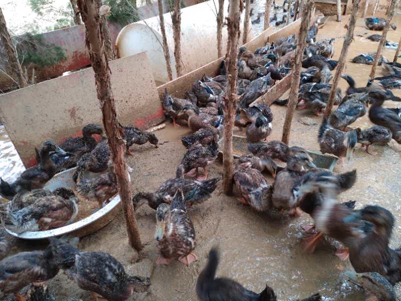 莲花血鸭和宁远血鸭,宁远血鸭与新田血鸭的视频