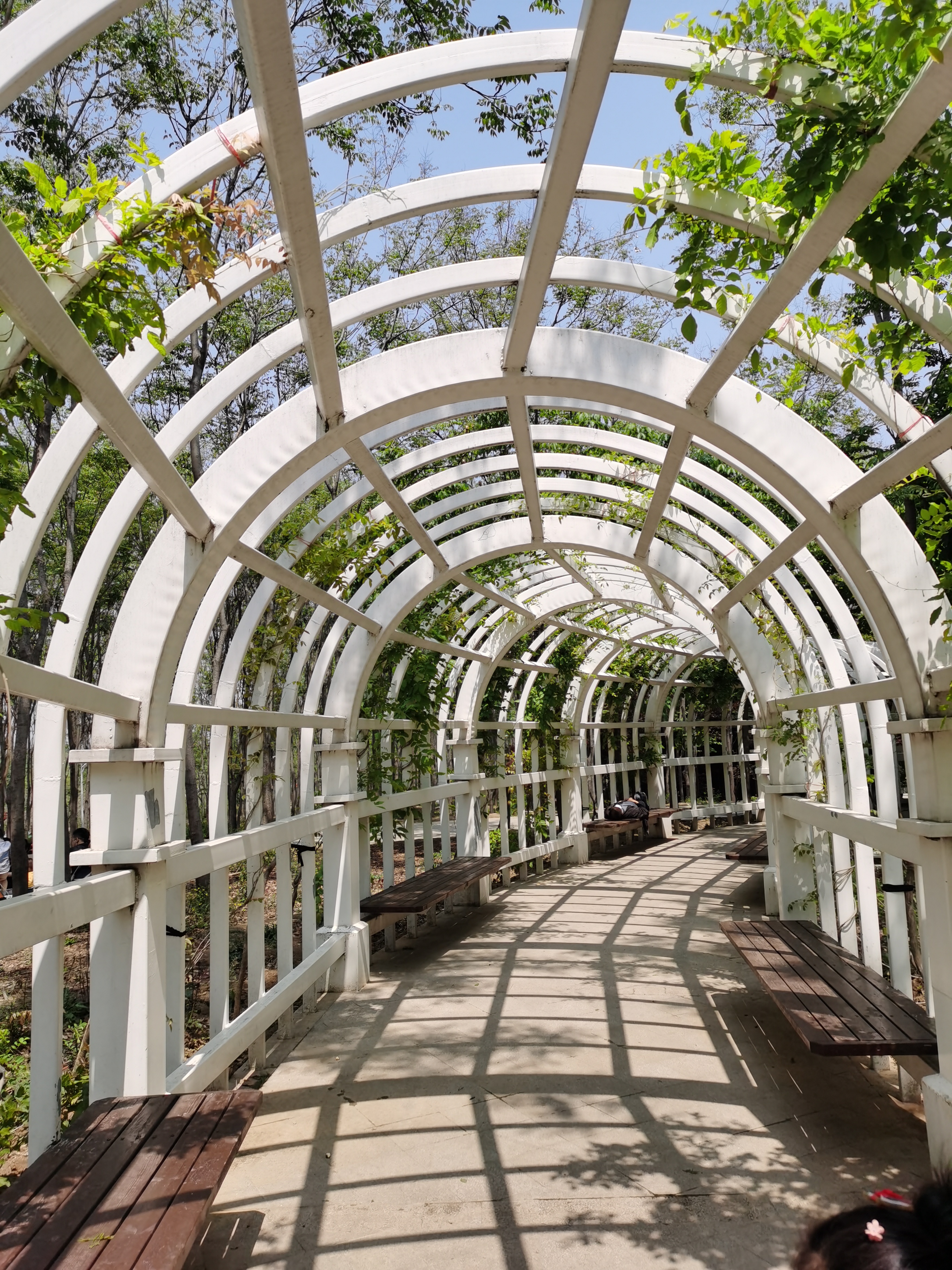 5.1免费公园遛娃好去处,网友推荐郑州树木园游玩好去处